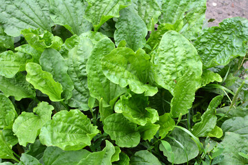 In nature, the plantain is large (Plantago major, Plantago borysthenica) is grows among grasses © orestligetka