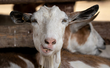 portrait close-up of a goat munching
