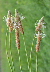 In nature, the plantain is large (Plantago major, Plantago borysthenica) is grows among grasses