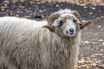 A ram with spinning horns outside in a paddock.