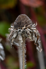 rudbeckie fanée