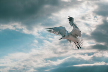 Gaviota volando en Playa del Carmen