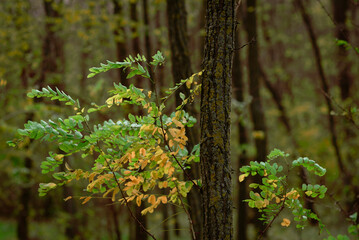 acacia  Yellow, green, autumn leaves Close-Up  tree forest nature beautiful landscape background for design. Copy space..