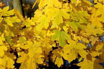 Yellow leaves of field maple (Acer campestre L.). Fall