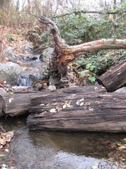 Fallen logs in a stream (View 1 Orig.)