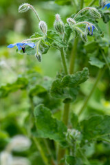 bourrache officinale