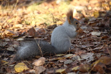 cute squirrel searching food in grass in autumn park
