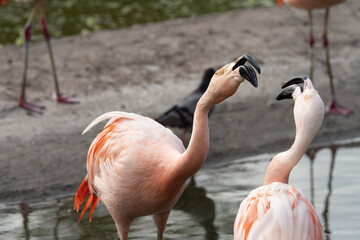 Chilean Flamingo in a sunny day