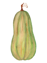 Watercolor autumn illustration, green pumpkin isolated on white background, for cards, thanksgiving or halloween decor.