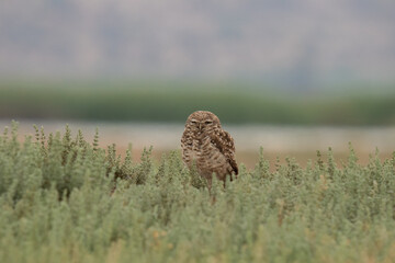 little owl taking sun on the plains