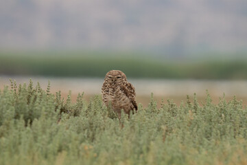 little owl taking sun on the plains