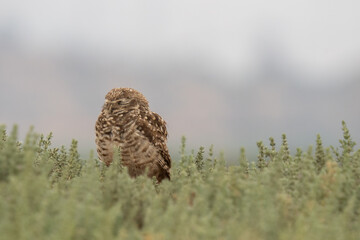 little owl taking sun on the plains