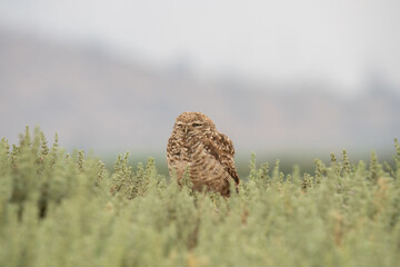 little owl taking sun on the plains