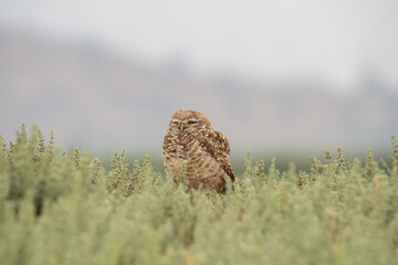 little owl taking sun on the plains
