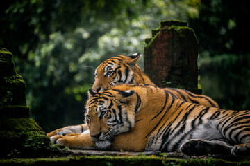 2 tiger in top of a stone ruin building