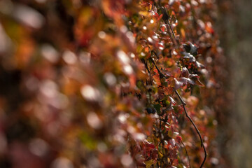 close up of red leaves