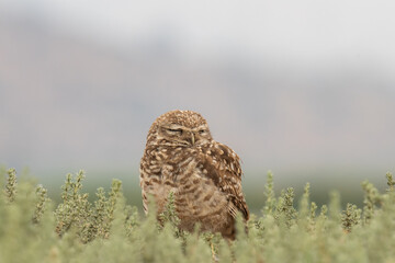 little owl taking sun on the plains