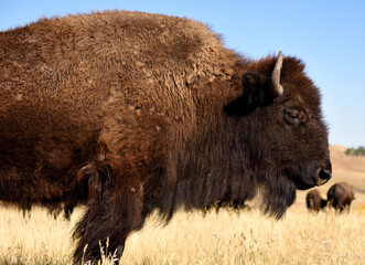 Close up side view of a large adult American Bison on the grasslands of South Dakota, USA