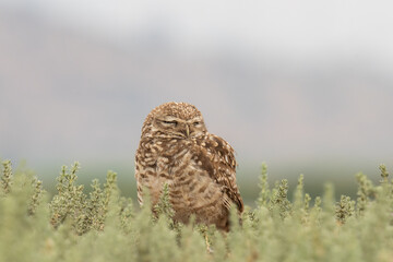 little owl taking sun on the plains