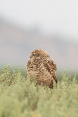 little owl taking sun on the plains