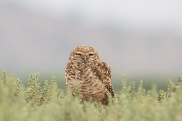 little owl taking sun on the plains
