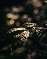 Captura vertical de hojas silbestres con rajo de luz golpeandolas.