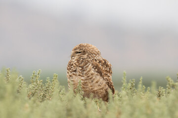 little owl taking sun on the plains