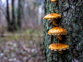 A bunch of mushrooms germinated in a tree. Mushrooms growing on a tree. color nature