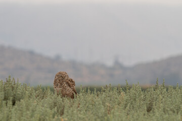 little owl taking sun on the plains
