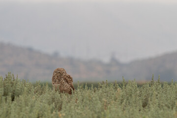 little owl taking sun on the plains