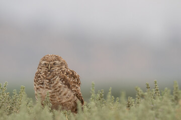 little owl taking sun on the plains