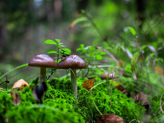 Mushrooms in the autumn forest. Red fly agaric. Autumn mushrooms.