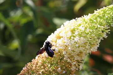 black carpenter bee in garden in summer