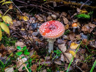 Mushroom Fly agaric. Mushrooms in the autumn forest. Red fly agaric. Autumn mushrooms.
