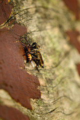 The Netherlands, september 2021. Close up of Robber fly, assasin fly or predatory fly, Asilidea, with prey in the sun on a piece of wood