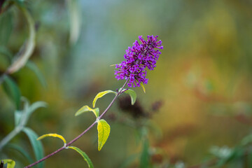 Herbstblume