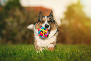 Happy playful corgi dog running with toy in mouth outdoors at sunset. Portrait of beautiful...