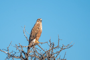 Kızıl şahin » Long-legged Buzzard » Buteo rufinus