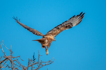 Kızıl şahin » Long-legged Buzzard » Buteo rufinus