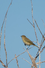 Çıvgın » Common Chiffchaff » Phylloscopus collybita