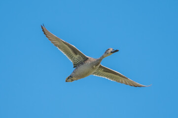 Yeşilbaş » Mallard » Anas platyrhynchos