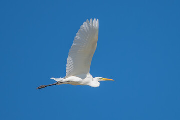Obraz premium Büyük ak balıkçıl » Great Egret » Ardea alba
