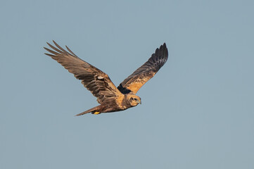 Saz delicesi » Western Marsh Harrier » Circus aeruginosus
