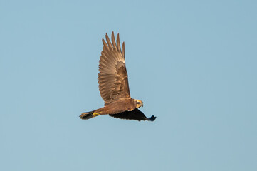 Saz delicesi » Western Marsh Harrier » Circus aeruginosus
