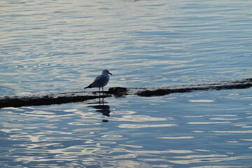 Lone Gull with Reflection