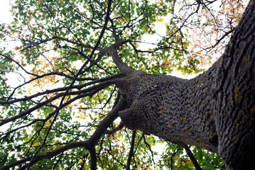 Tree trunk. View from below. Tree branches and leaves. Forest in summer