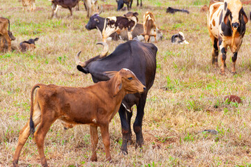 Uma vaca preta, junto com o seu filhote marrom, no pasto com outros animais ao fundo.