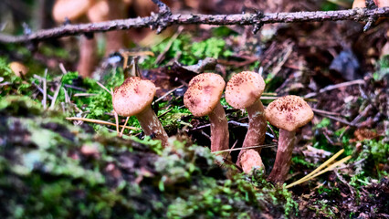 Armillaria mellea mushrooms close-up in autumn macro photography taken during the day in clear weather