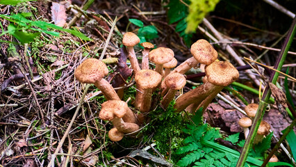 Armillaria mellea mushrooms close-up in autumn macro photography taken during the day in clear weather