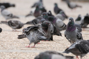 Pigeon community.